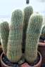 NOTOCACTUS LENINGHAUSII.jpg